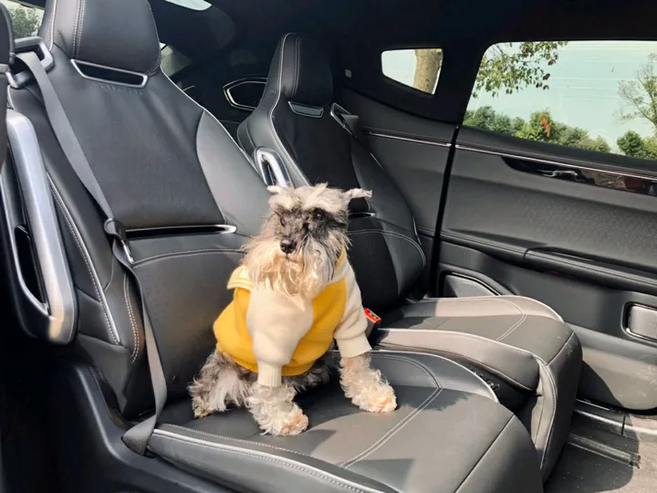 車の座席に固定した犬用シート