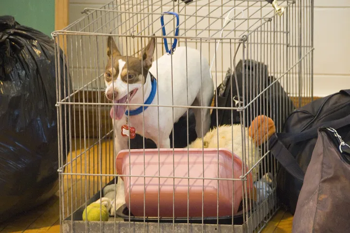 ケージの中の犬（避難所）