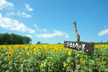 北海道 北竜町 ひまわりの里